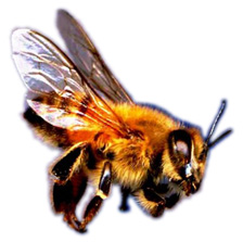 African bee - kongwa2london.com