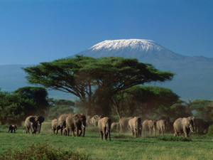 kilimanjaro - kongwa2london.com